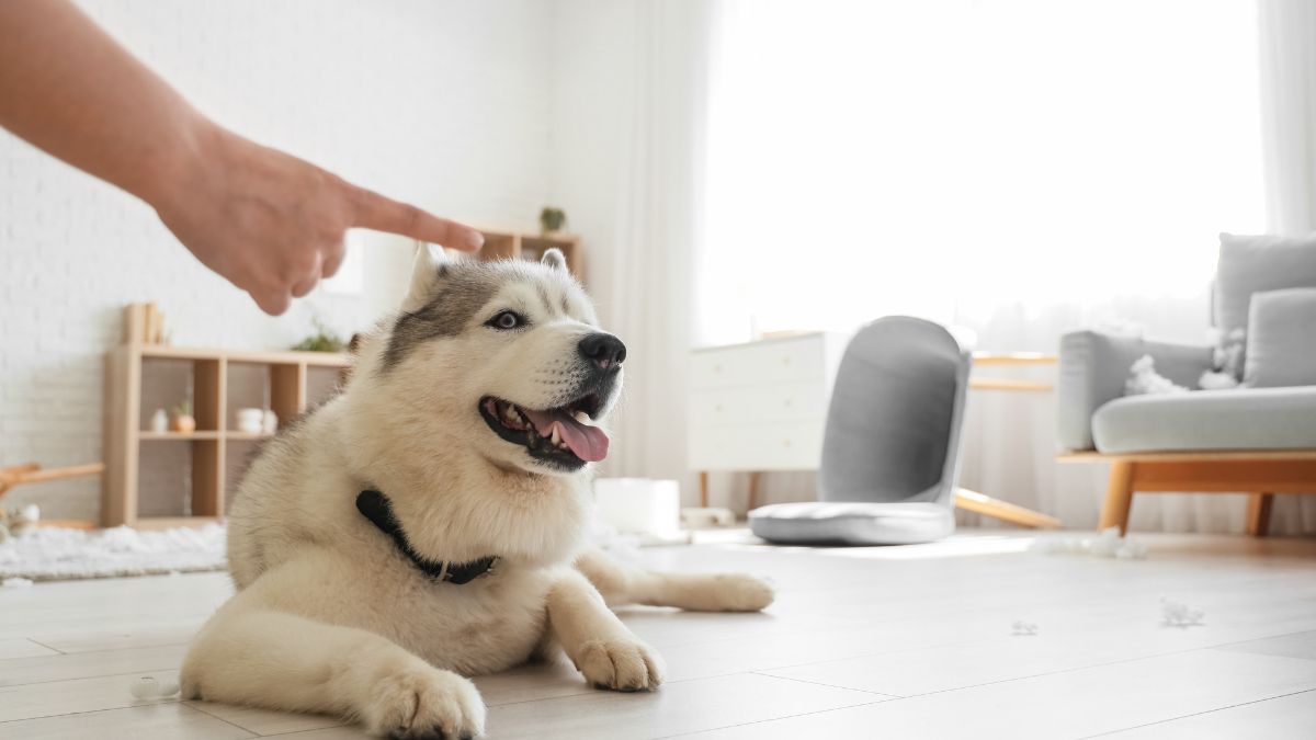 Man points finger at dog as if scolding